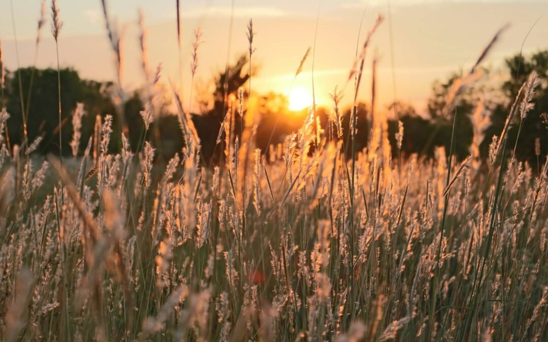 Por qué debemos orar por la cosecha del fin de los tiempos ahora