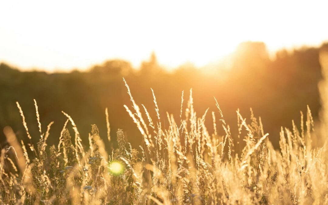 Pourquoi nous devons prier pour la moisson de la fin des temps dès maintenant