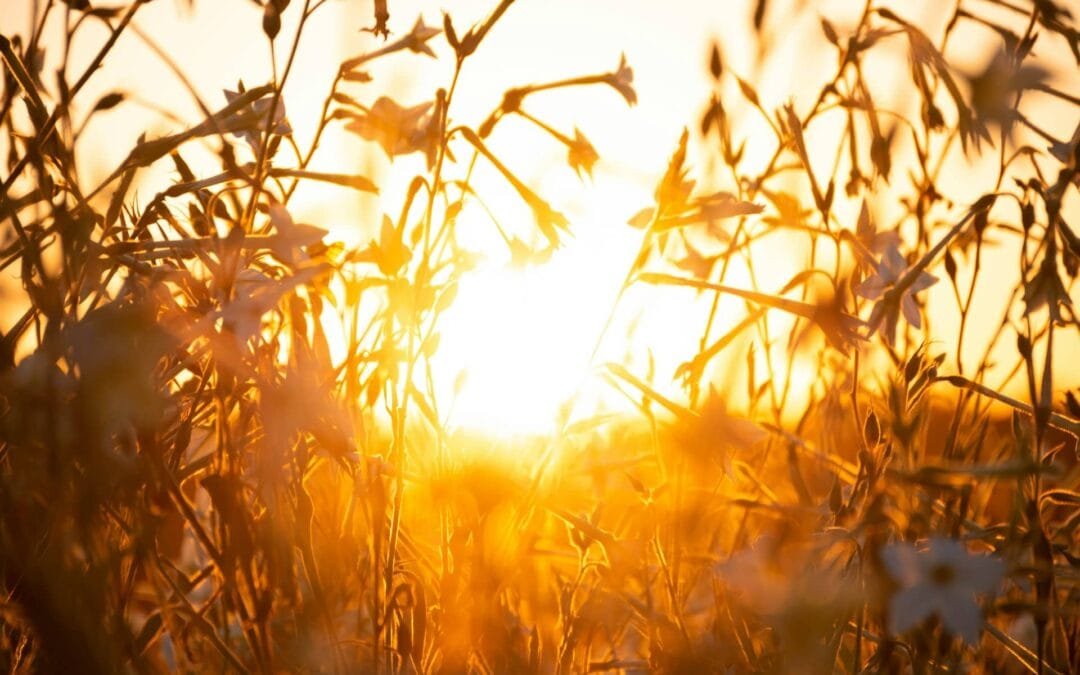 Why We Must Pray for the End-Time Harvest Now