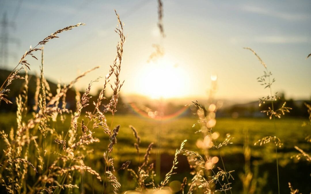 Почему мы должны молиться за жатву последнего времени прямо сейчас