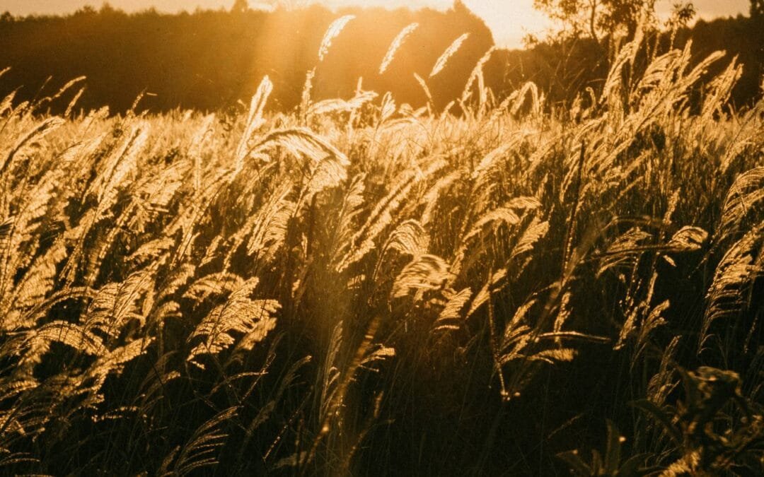 为什么我们必须现在为末世大收割祷告